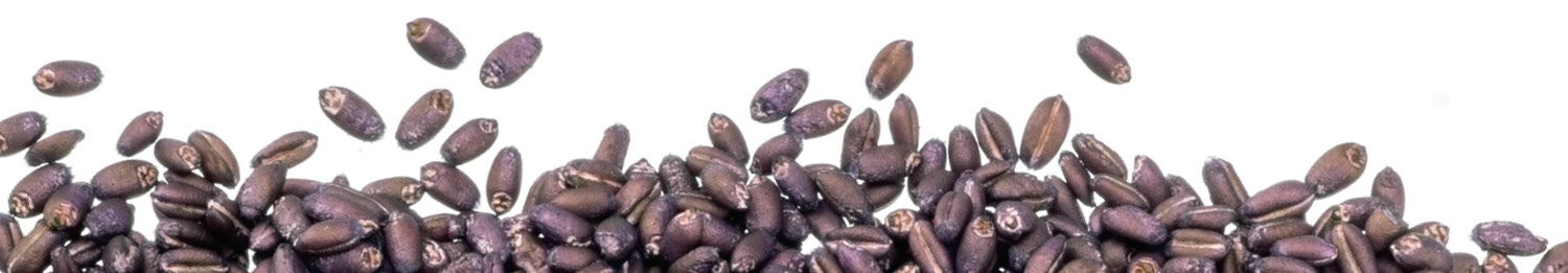 Purple Treated Seeds